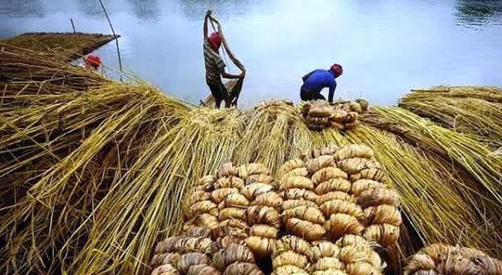 উৎপাদন কম, মূল্য বৃদ্ধি : পাট রপ্তানি অর্ধেকে নেমেছে